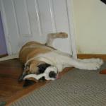 Alf sleeps in the oddest positions...