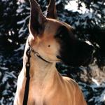 Kes - fawn Great Dane. 1997 - 2007